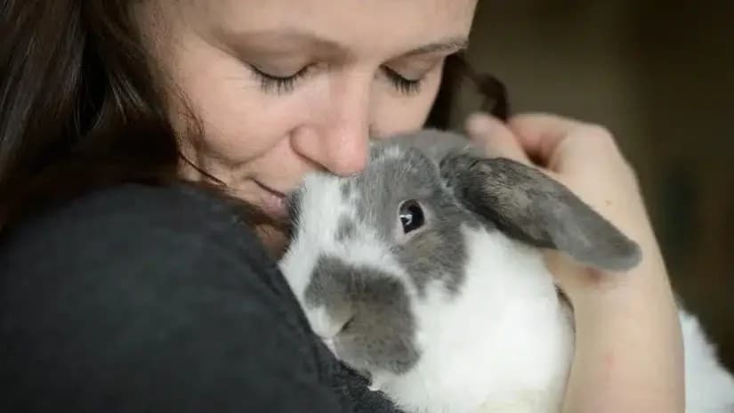 Small Pet Sitting Services in Ottawa