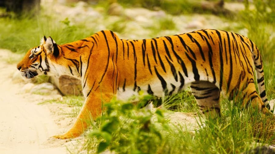 Corbett Online | Corbett Big Cats Safari